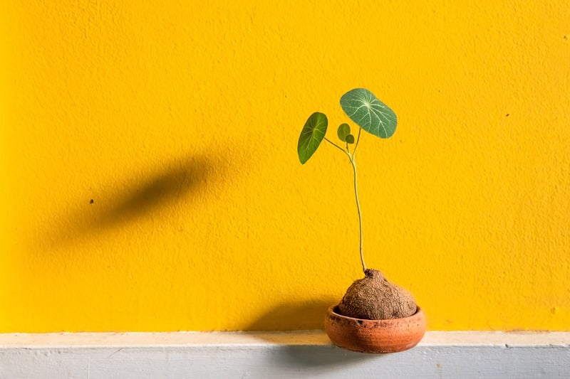 Plant Pot Holders