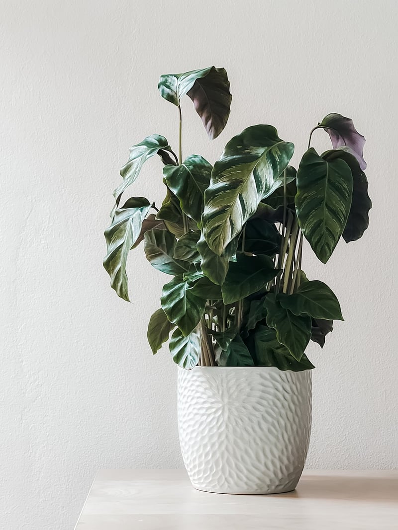 Geometric Plant Stand